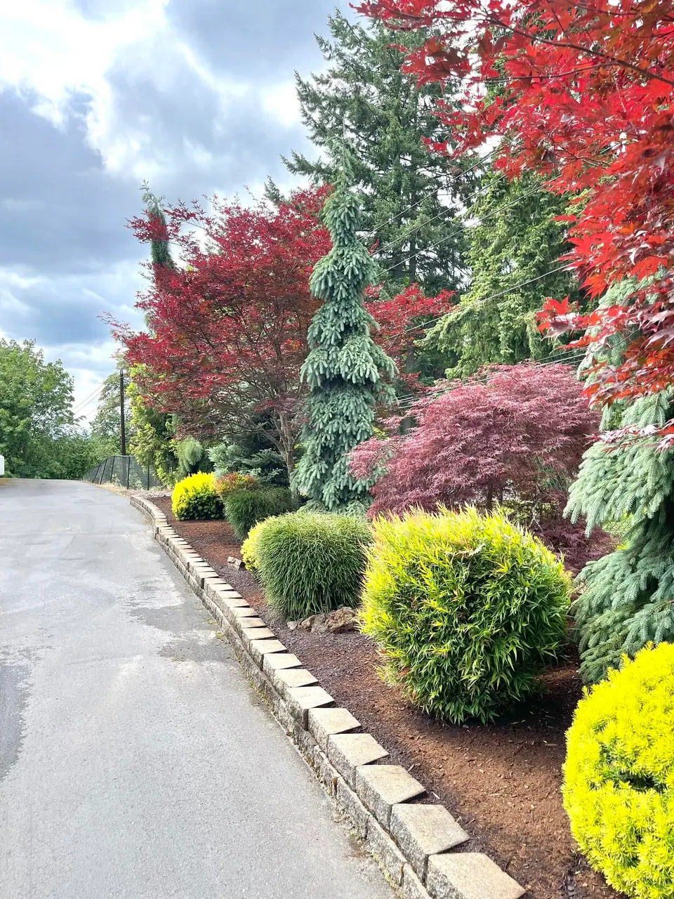Japanese maples and evergreen shrubs framing a front walkway