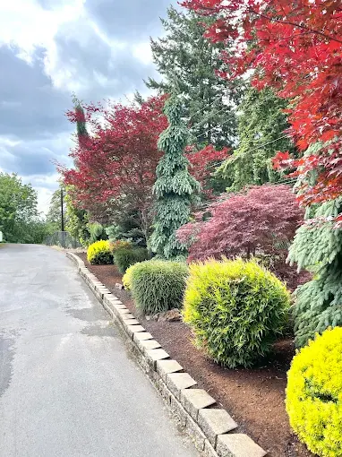 Layered Japanese maples and conifers lining a residential walkway